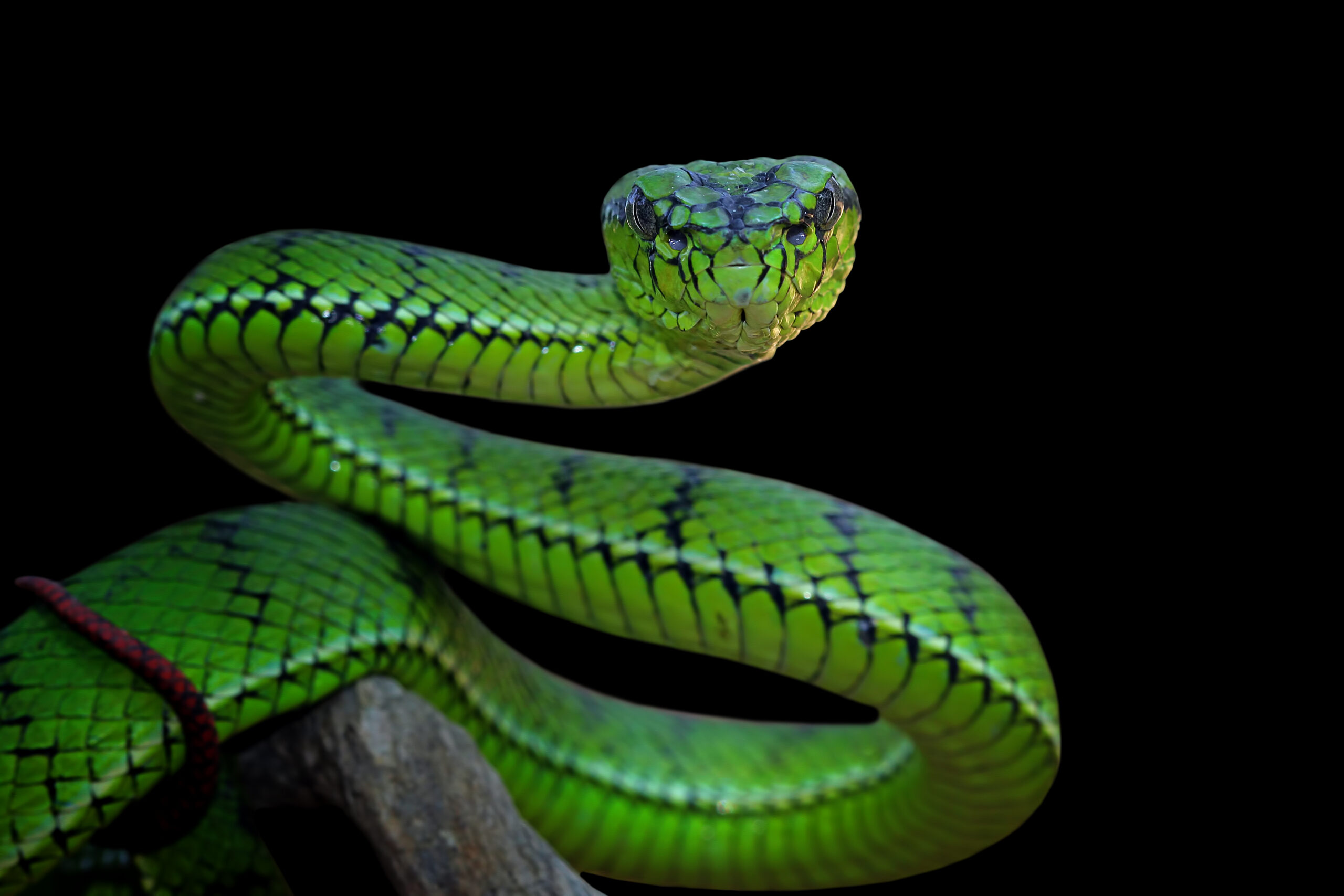 Snake